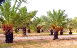 plant date palm