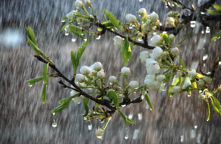Monsoon, An Ideal Time For Gardening