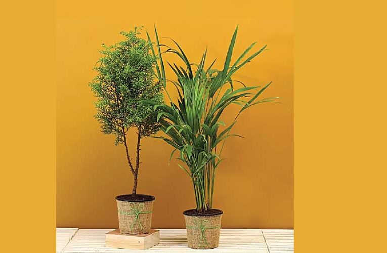 Palm Perfection Unleashed:  Cultivating Ornamental Beauty