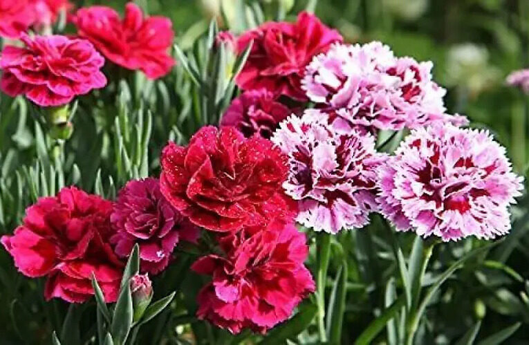 Here’s how you can grow beautiful carnations at your garden