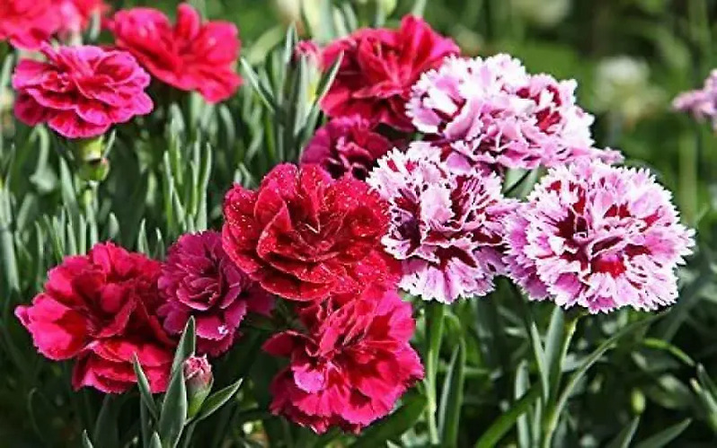 Complete guide on how to grow carnation flowers at your garden- Nursey  News, Horticulture News, Floriculture News, Environment News