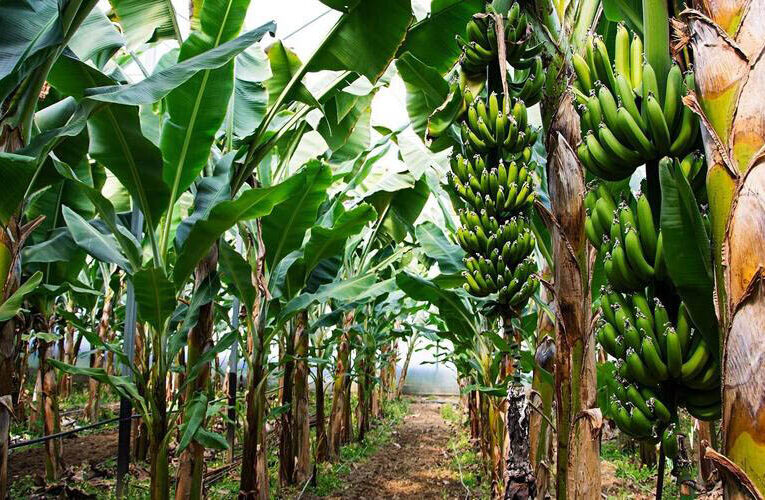Double Your Profit by Growing Banana Crop