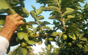 Guava gardening can give good profit in short time