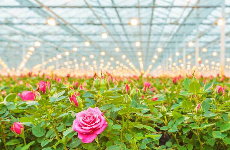 Project for Construction of Horticulture Centers Interrupted by FPOs