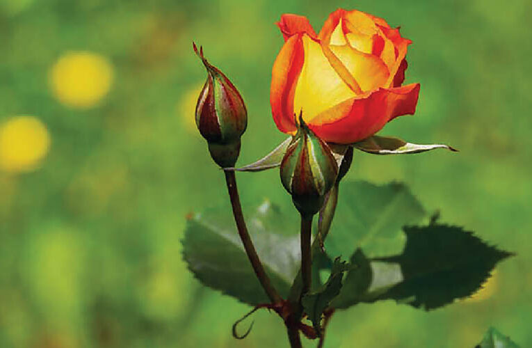Roses : Valued for their beauty, fragrance and versatility
