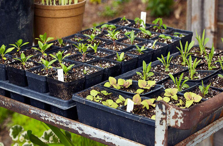 “Harden off” Your Indoor Plants before Bringing It to Outdoor Garden