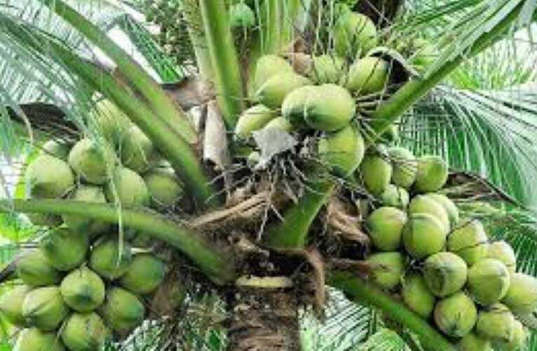 गुजरात में नारियल उत्पादन में महत्वपूर्ण वृद्धि