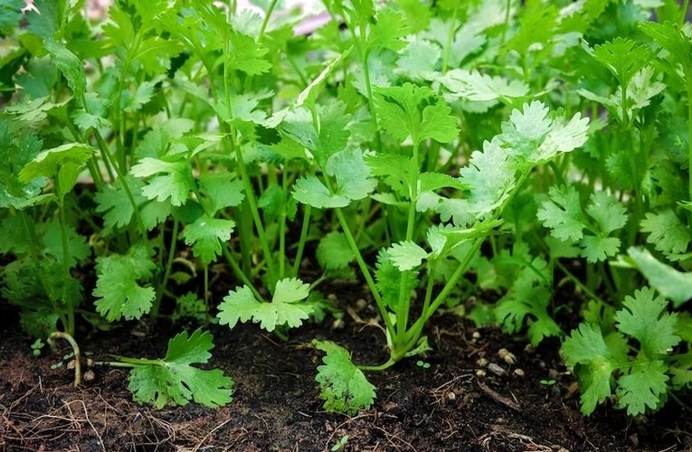 A Complete Guide to Grow Coriander at Your Kitchen Garden