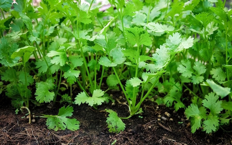 Tips to grow coriander at your garden