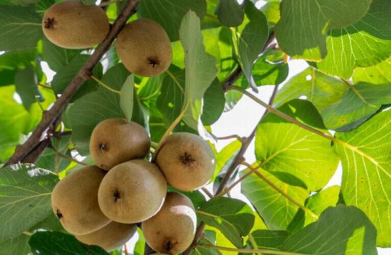 Horticulture Department to Expand Kiwi Plantation in Kashmir