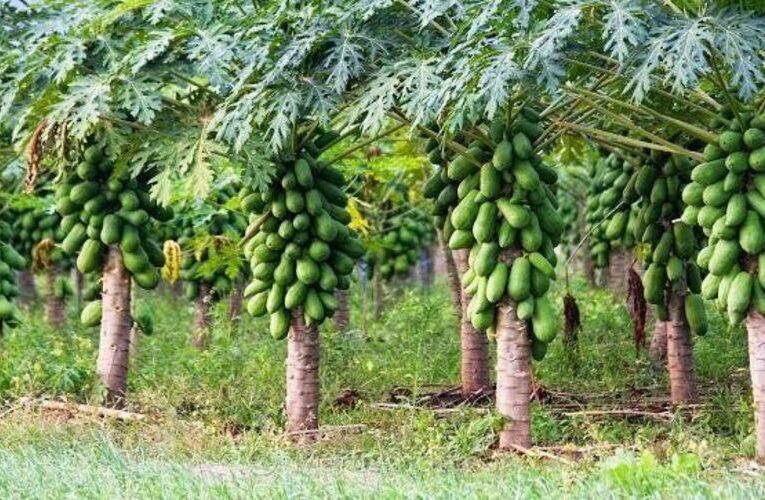 Government to Give 75% Subsidy on Papaya Cultivation