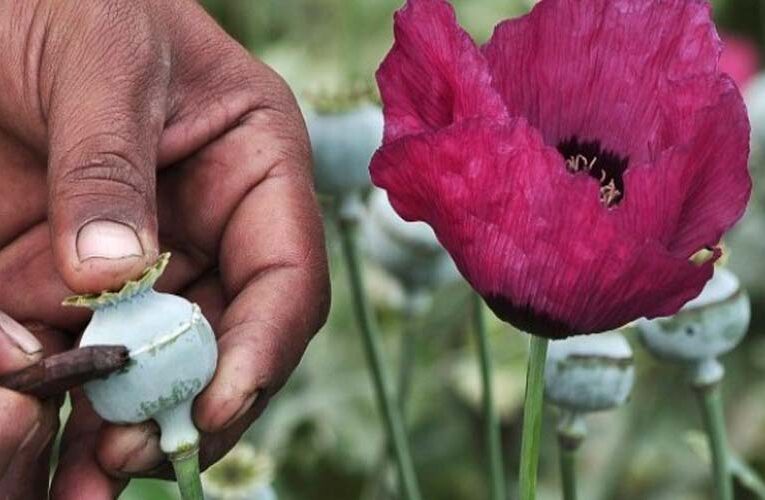Annual licensing policy announced for cultivation of opium poppy for MP, Rajasthan and UP