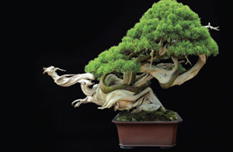 Bonsai : The art of growing miniature plants
