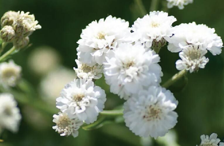 GYPSOPHILA : The world’s most adorable filler