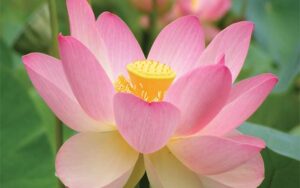 SACRED FLOWERS: A Glimpse on Importance of Flowers in Divinity