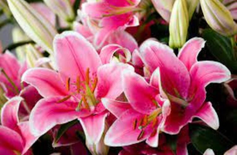 Lily: Colorful six-petaled blooms that makes this flower famous!