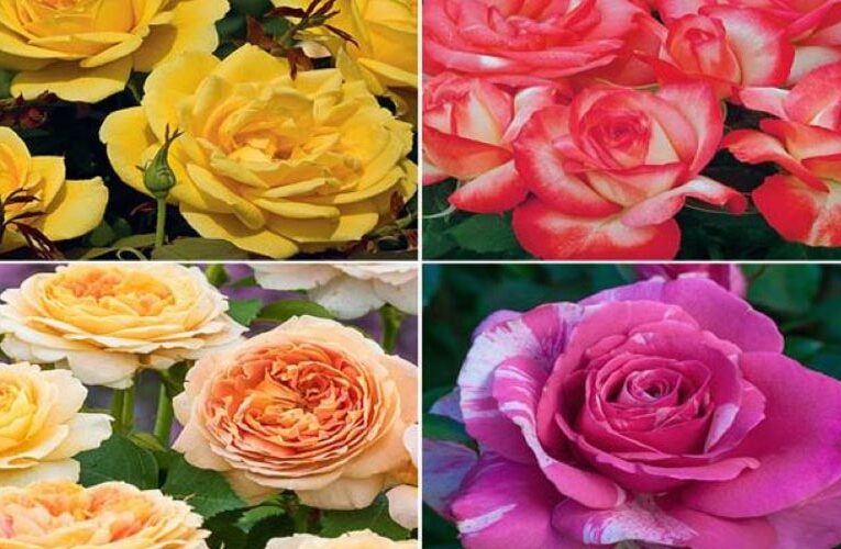 Wanna know rose cultivation? Select the right cultivar for your region