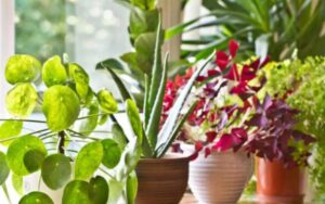 NASA plants: Decorate your home with these best air-cleaning plants