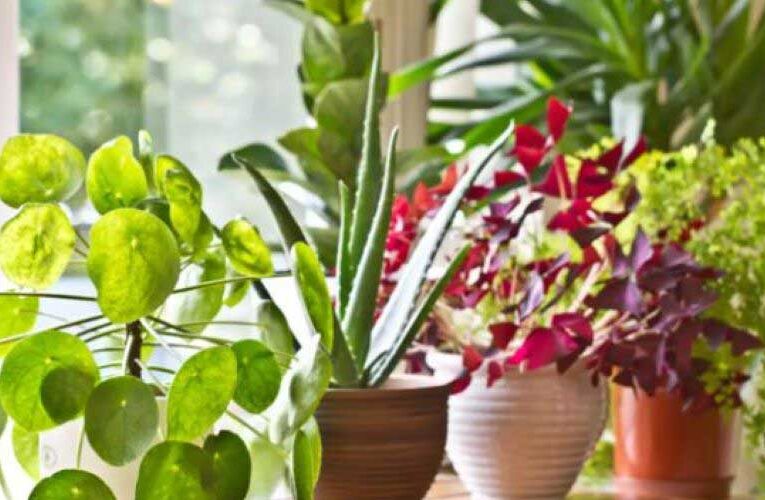 NASA plants: Decorate your home with these best air-cleaning plants