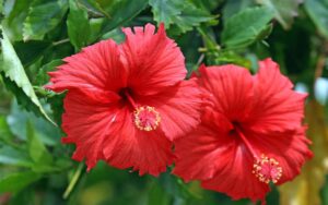 Gardening Tips for Hibiscus Plant