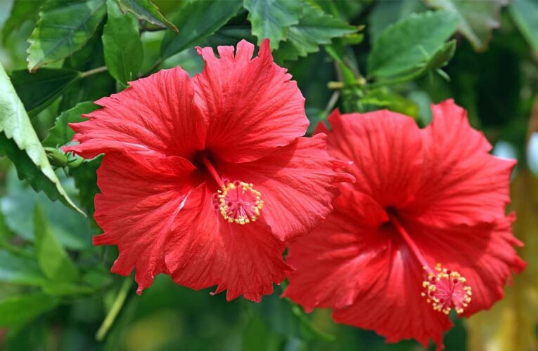 Gardening Tips for Hibiscus Plant: फूलों से भर जाएगा आपका बगीचा, यदि आप इस तरीके से लगाएंगे गुड़हल का पौधा