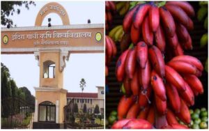 Now the farmers of Chhattisgarh will cultivate red banana, the crop is being prepared in the tissue culture nursery