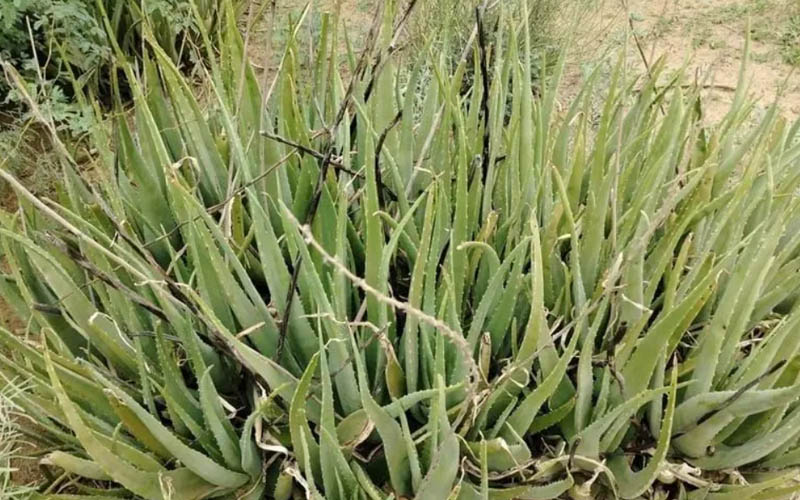 Aloevera farming: Farmers are growing aloe vera in many areas of Rajasthan, huge demand in Delhi and Jaipur!