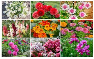 Top Winter Season Flower: Make your garden smell better with these flowers in winter season!