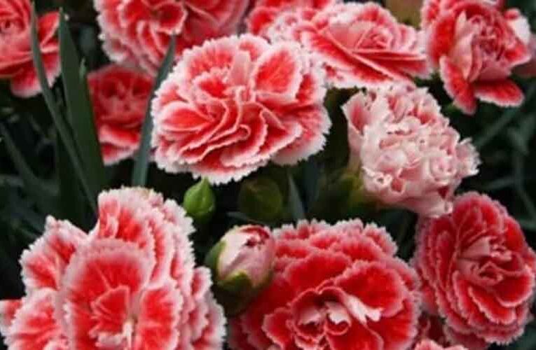Carnation Flower cultivation : कार्नेशन फूल की खेती कर किसान कमा सकते हैं कुछ समय में अच्छा मुनाफा