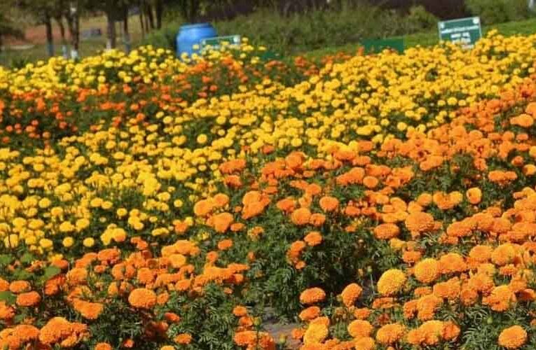 मधुबनी के किसान फूलों की खेती से संवार रहे हैं अपने बच्चों का भविष्य
