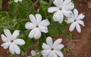 In the world of flora, few flowers can captivate the senses quite like jasmine