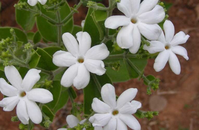 In the world of flora, few flowers can captivate the senses quite like jasmine