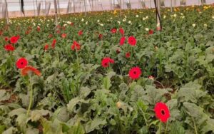 A doctor in Sultanpur built a polyhouse in eight thousand square meters and started the cultivation of gerbera
