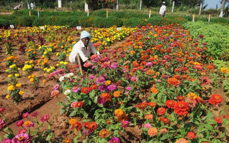 Third Indian Horticulture Summit-cum-Int’l Conference to be held at ...