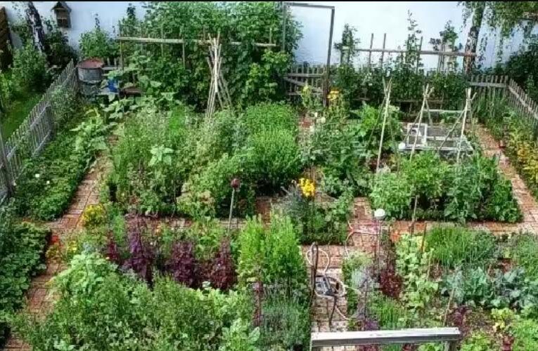Kitchen Garden: खाली पड़ी जगह में किचन गार्डेन बनाकर उठाएं ऑर्गेनिक सब्जियों का आनंद