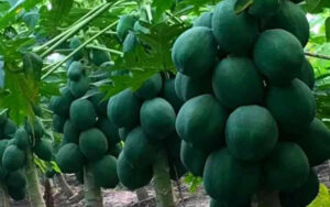 Papaya cultivation in Bihar's Supaul has increased the income of farmers, they are making huge profits