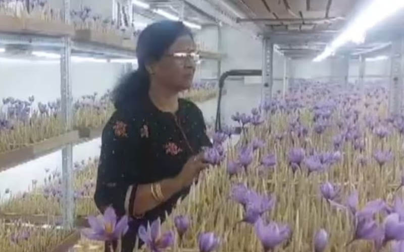 In Mainpuri, Uttar Pradesh, a woman started saffron cultivation at home, using aerophonic technology