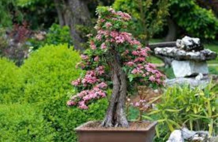 Bonsai Technique: An exclusive sector in the landscape gardening industry