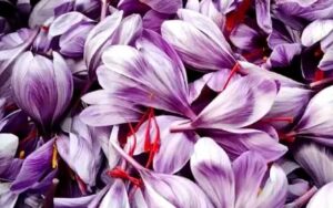 saffron cultivation