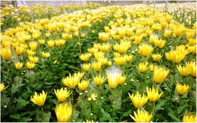 There is immense potential for flower cultivation in Uttarakhand, there is good demand for flowers in the state.