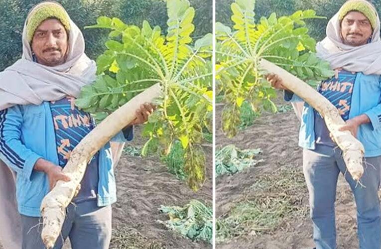 हिमाचल के किसान रामपाल ने 5 फीट लंबी मूली उगाकर पेश की मिसाल