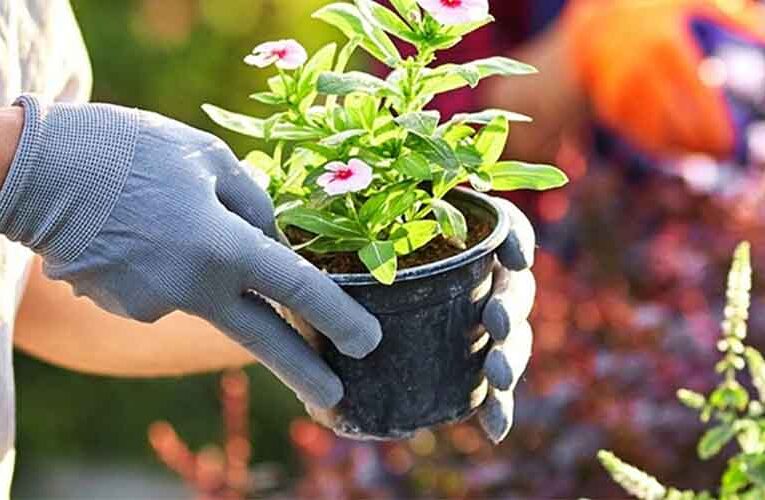 Gardening Tips : यदि आप भी हैं गार्डनिंग के शौकीन तो ये टिप्स एक बार जरूर आजमा के देखें !