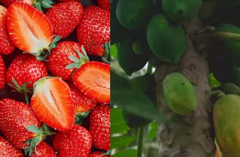 बिहार में किसानों को स्ट्रॉबेरी, ड्रैगन फ्रूट और पपीते की खेती पर मिल रही सब्सिडी, ऐसे करें आवेदन