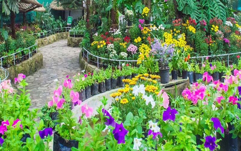 Flower show will run for three days at Gopal Maidan in Jamshedpur, gardening tricks will be taught.