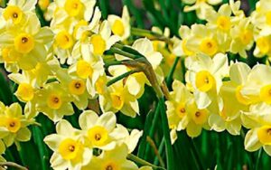 Narcissus flower: The profound mysteries of self-discovery