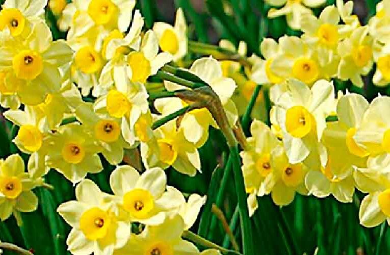 Narcissus flower:  The profound mysteries of self-discovery