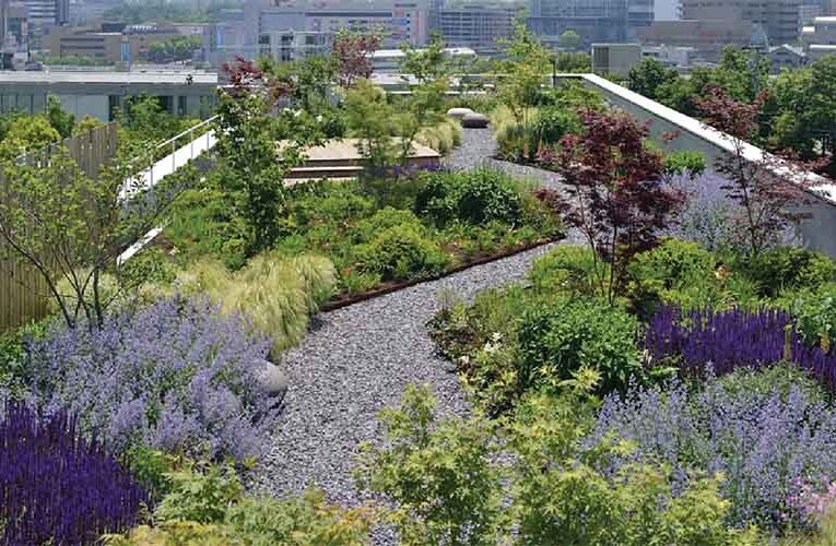 छत पर बागवानी हरित और स्वस्थ भविष्य की दिशा