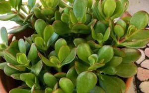How to take care of jade plant in your pot