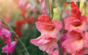 Gladiolus: The flower of Pride