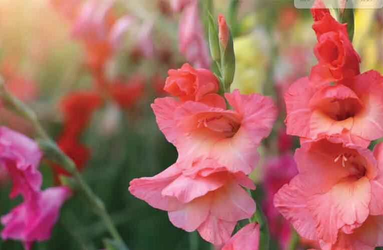Gladiolus: The flower of Pride